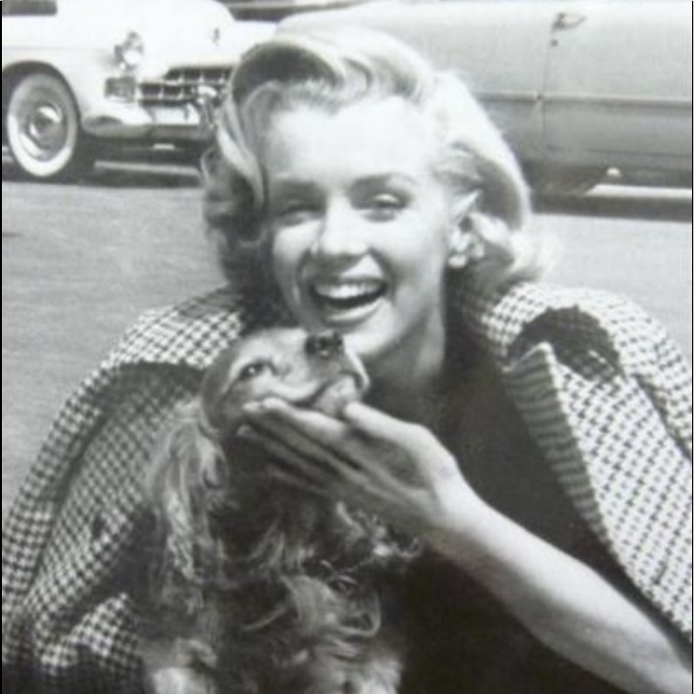 🆕 Marilyn & Friends🐾